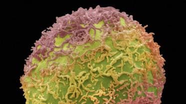 suicide gene_BBC.jpg