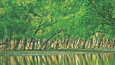 sundarban.jpg