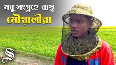 beekeepers busy collecting honey from mustard flowers