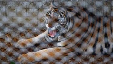 Tiger-1-web.jpg