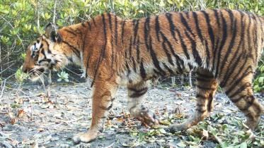 Tiger census