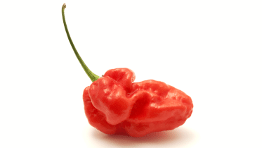 Ghost Pepper, Esophagus