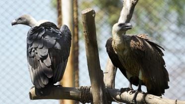 Vulture-South-Asia.jpg