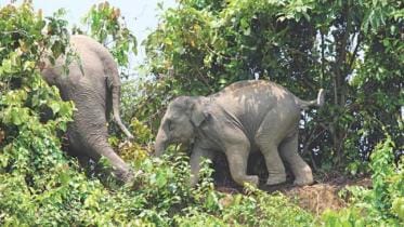 elephant deaths