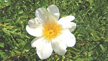 Wild Rose