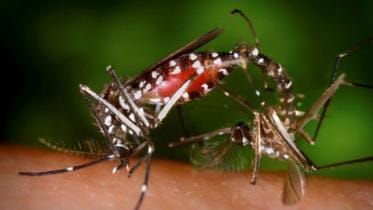Curbing mosquito menace