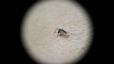 zika-virus-wb.jpg
