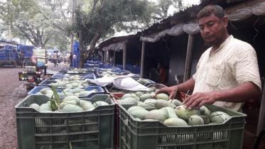 jhenidah-mango-growers.jpg