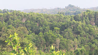 bangladesh_forestland.jpg