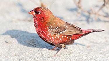 red-munia.jpg