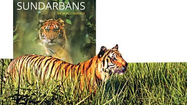 Mapping The Mangrove Forest