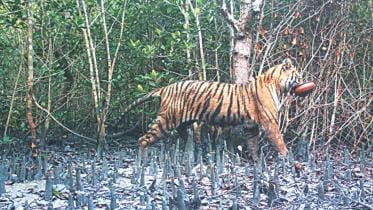 Tiger Census in Sundarbans 2022: Over 200 cameras to be installed