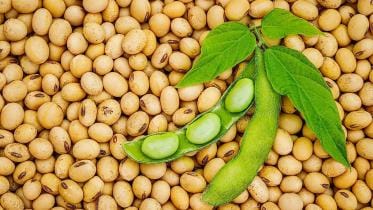soybean-import.jpg