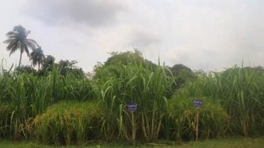 cultivating paddy as co-crop with sugarcane