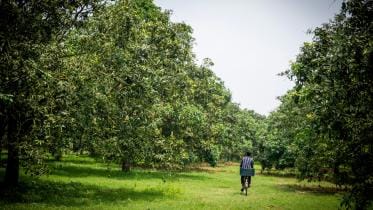 The mango garden in Chapai Nawabganj