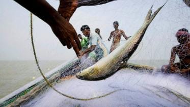 Hilsa Conservation
