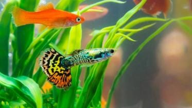 fish tank decorations