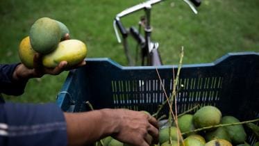 Mango Cultivation in Bangladesh