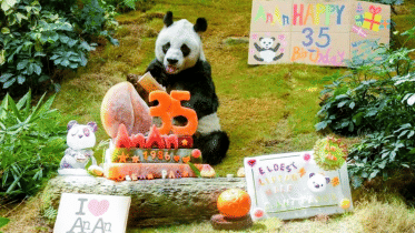 panda_web.png