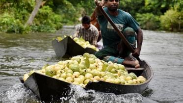 Guava floating market of Bhimruli, Pirojpur
