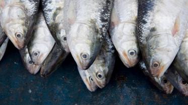 Hilsa fish