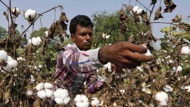 Cotton use likely to remain unchanged