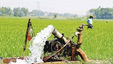 Cultivation of Aman Paddy in Chattogram