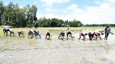 paddy cultivation
