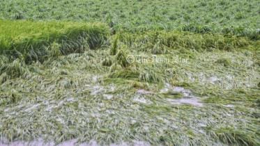 Cyclone Sitrang damage Aman paddy