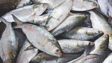 Hilsa breeding