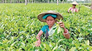 tea_garden_workers_mintu_deshwara_30112022_6860_afi.jpg