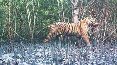 tiger census 