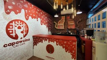 Capawcino Cat Café: Coffee and Paw-sitivity! 