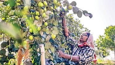 Jujube cultivation in Bangladesh
