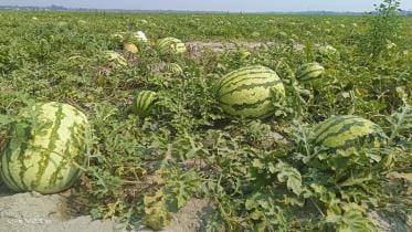 Padma Bridge: A boon for watermelon cultivators in Patuakhali