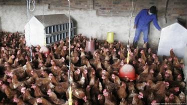 Bird flu outbreak: Will it cause the next pandemic?
