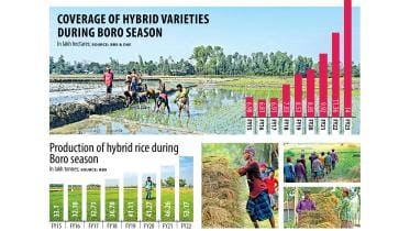 Hybrid rice 