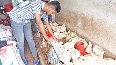 chicken price hike