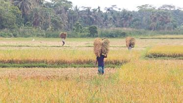 Boro Rice Cultivation in Bangladesh