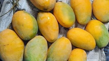 Mango export from Rajshahi to Italy