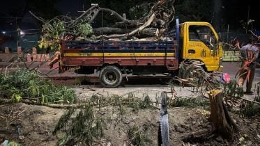 Trees felled in Satmasjid Road 