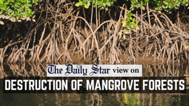 destruction of mangrove forests