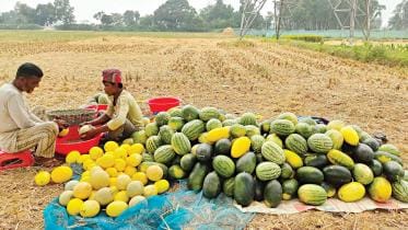 off-season watermelons