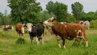 A guide to successful cattle farm ownership 