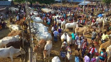 cattle markets for Eid-ul-Azha 2024