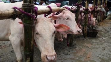 The charm of Mirkadim cows at the Rahmatganj Cattle Market