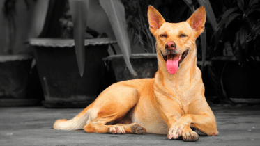 7 facts to consider before adopting a pet