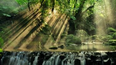 7 most beautiful forests around the world 