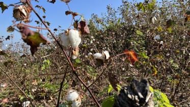 cotton_cultivation_bandarbans.jpg