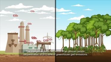 mangrove_forests.jpg